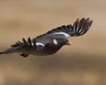 پرنده نگري - کبوتر جنگلی - Common Woodpigeon - Columba palumbus