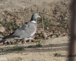 پرنده نگری در ایران - کبوت جنگلی