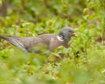 پرنده نگری در ایران - Common Woodpigeon