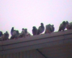 پرنده نگری در ایران - pigeon