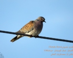 پرنده نگری در ایران - قمری معمولی (European Turtle-dove)