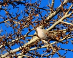 پرنده نگری در ایران - Collared Dove
