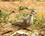 پرنده نگری در ایران - یاکریم