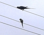 پرنده نگری در ایران - طوطی