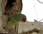 پرنده نگری در ایران - شاه طوطی ماده