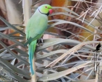 پرنده نگری در ایران - طوطی