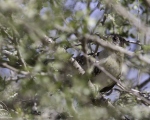 پرنده نگری در ایران - Great spotted cuckoo