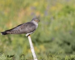 پرنده نگري - کوکوی معمولی - Common Cuckoo - cuculuscanorus