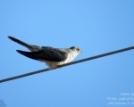 پرنده نگری در ایران - کوکو (Cuckoo)