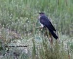 پرنده نگری در ایران - کوکو معمولی