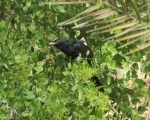 پرنده نگری در ایران - کوکوی سیاه