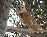 پرنده نگري - جغد سفید - Common Barn-owl - Tyto alba