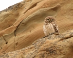 پرنده نگری در ایران - جغد کوچک