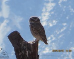 پرنده نگري - جغد کوچک - Little Owl - Athene noctua