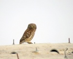 پرنده نگری در ایران - Little Owl