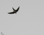 پرنده نگری در ایران - باد خورک کوهی
