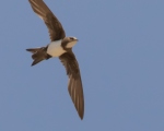 پرنده نگری در ایران - بادخورک کوهی