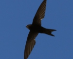 پرنده نگری در ایران - بادخورک معمولی