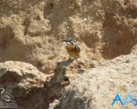 پرنده نگری در ایران - ماهی خورک کوچک