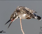 پرنده نگری در ایران - Pied Kingfisher