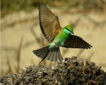 پرنده نگری در ایران - پرندگان ایران
