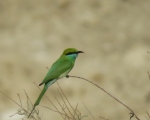 پرنده نگری در ایران - زنبور خوار سبز