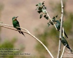 پرنده نگری در ایران - Persian Bee-eater
