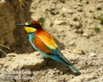 پرنده نگری در ایران - زنبور خوار اروپایی