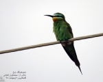 پرنده نگری در ایران - زنبور خور گلو خرمایی (Blue-cheeked Bee-eater)