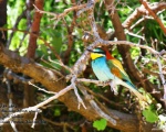پرنده نگری در ایران - European Bee-eater