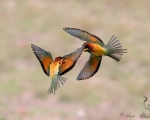پرنده نگري - زنبور خور معمولی - European Bee-eater - Merops apiaster