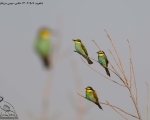 پرنده نگری در ایران - زنبورخوار معمولی
