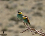 پرنده نگری در ایران - زنبورخوار معمولی