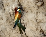 پرنده نگری در ایران - زنبور خور معمولی