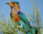 پرنده نگری در ایران - سبزقبا هندی