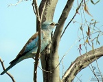 پرنده نگری در ایران - سبزقبا( Roller)