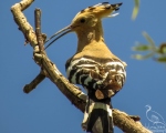پرنده نگری در ایران - شانه بسر