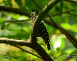 پرنده نگری در ایران - دارکوب خالدار کوچک