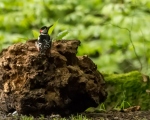 پرنده نگری در ایران - دارکوب بزرگ