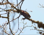 پرنده نگری در ایران - دارکوب خالدار بزرگ