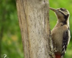 پرنده نگری در ایران - دارکوب خالدار بزرگ