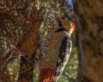 پرنده نگری در ایران - دارکوب سوری نر