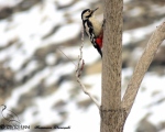 پرنده نگری در ایران - دارکوب باغی - Syrian Woodpecker