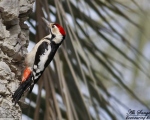 پرنده نگري - دارکوب بلوچی - Sind Woodpecker - Dendrocopos assimilis