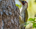 پرنده نگري - دارکوب سبز - Eurasian Green Woodpecker - Picus viridis