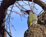 پرنده نگری در ایران - دارکوب سبز