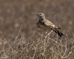 پرنده نگری در ایران - Greater Hoopoe Lark