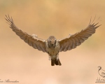 پرنده نگري - چکاوک سنگلاخ - Desert Lark - Ammomanes deserti