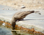 پرنده نگري - چکاوک سنگلاخ - Desert Lark - Ammomanes deserti