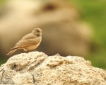 پرنده نگری در ایران - زرد پر مزرعه
